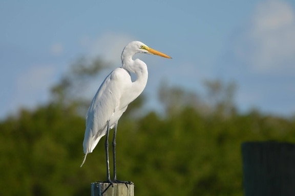 white bird, great heron, egret, wildlife, beak, water, feather