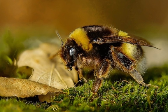 nature, honeybee, moss, bee, insect, arthropod, invertebrate