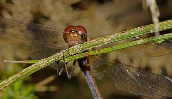 invertebrate, insect, animal, dragonfly, wildlife, nature, green leaf, macro