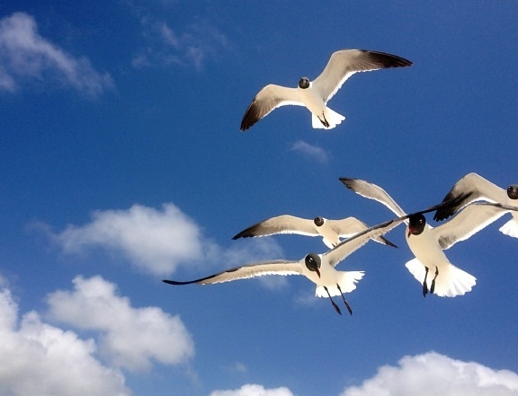 seagull, flight, migration, blue sky, wildlife, bird, flock, nature, seabird