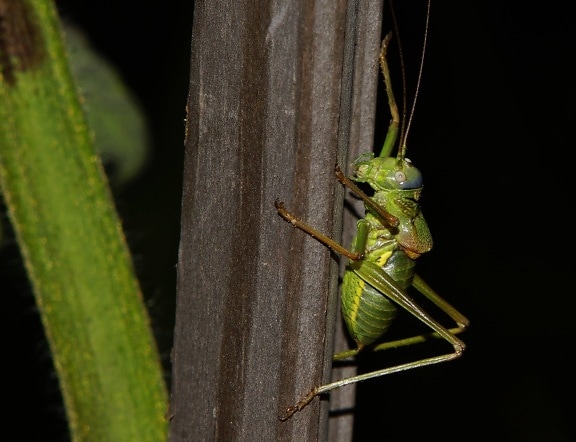yeşil çekirge, Locust, yaban hayatı, böcek, detay, gölge, omurgasız