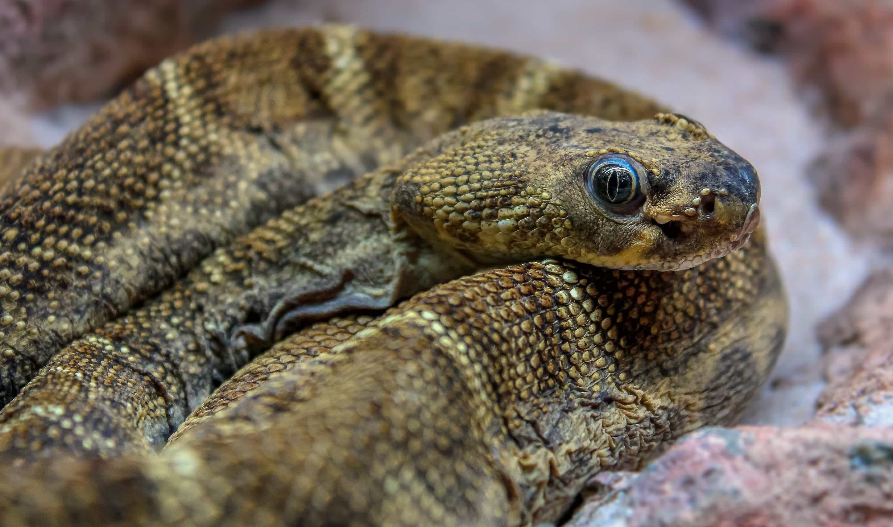 フリー写真画像 捕食者 動物 カラフルなヘビ 野生 野生生物 爬虫類 毒蛇 自然