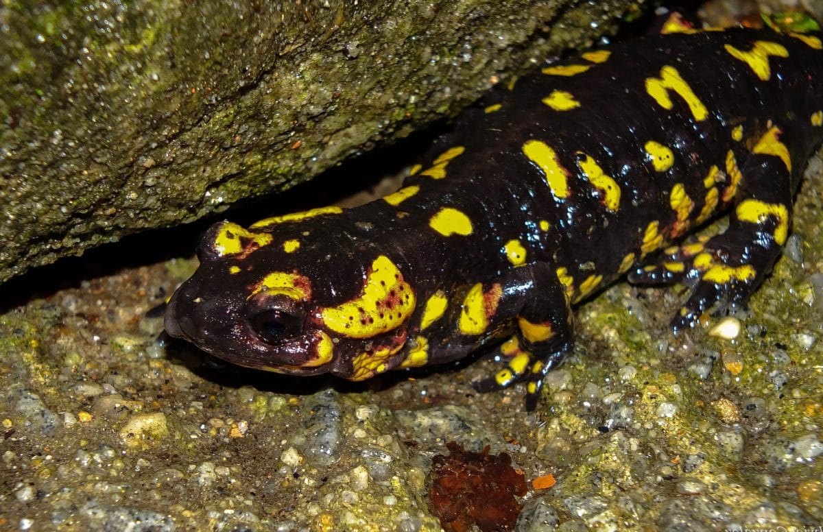 reptiel, amfibieën, kleurrijke salamander, dier, gemalen, steen