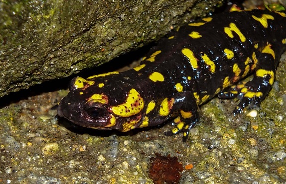 reptile, amphibian, colorful salamander, animal, ground, stone