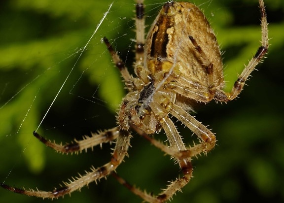 棕蜘蛛, 昆虫, 野生动物, 动物, 蜘蛛网, 性质, 蛛网
