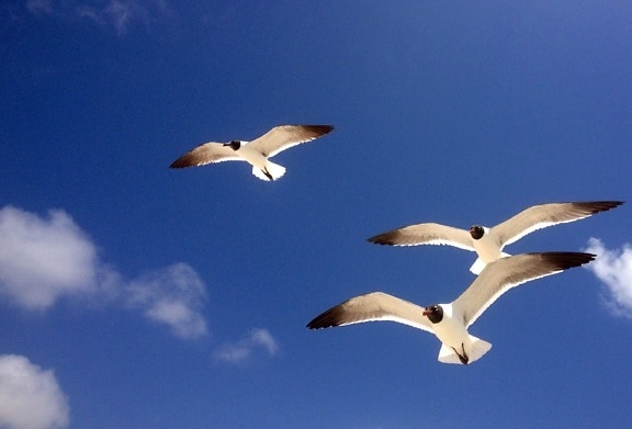 природа, синьо небе, птица, полет, дива природа, Seabird, Чайка, перо, крило
