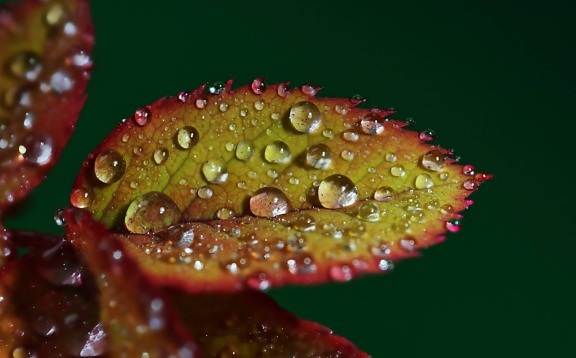 nature, rain, green leaf, dew, organism, moisture, shadow, macro