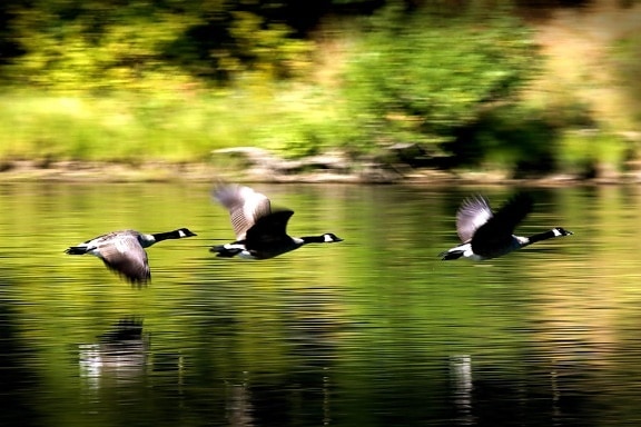 озеро, чорний гусак, дика природа, птах, політ, вода, природа, Водоплавні птахи