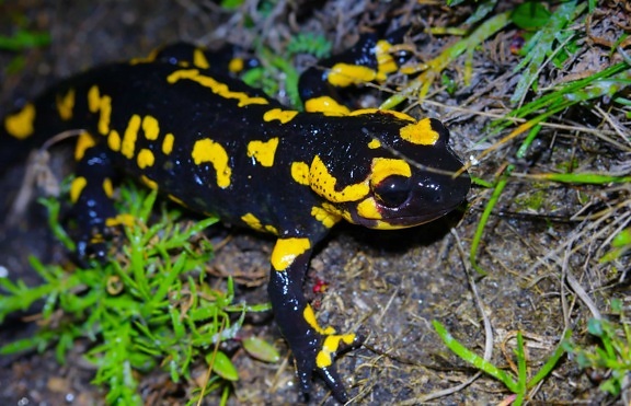 Salamandre colorée, faune, amphibien, nature, animal, oeil