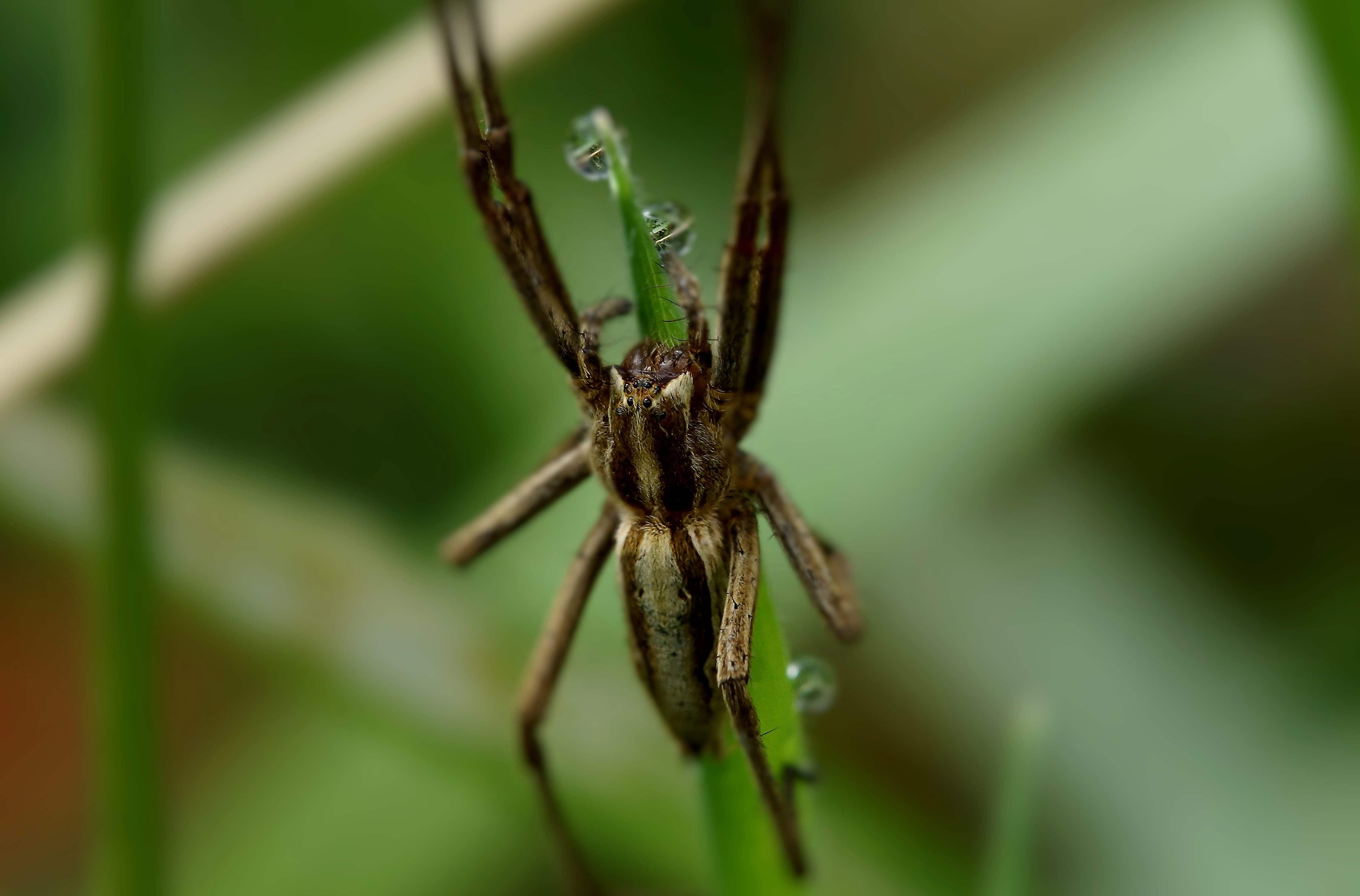 Тростниковый паук. Воронковый паук травяной. Зеленый паук. Беспозвоночные пауки
