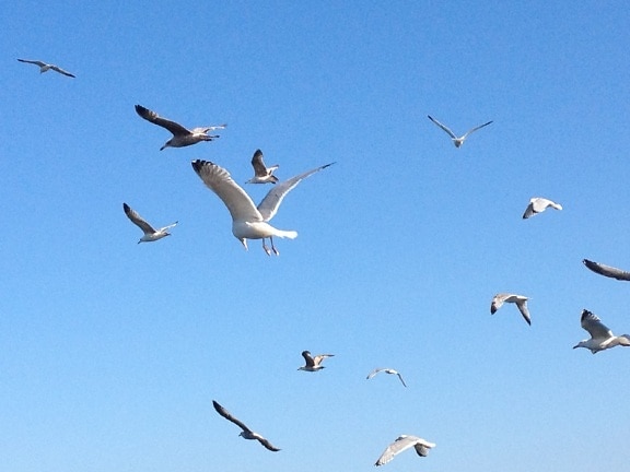 natur, gås, fugl, dyreliv, blå himmel, fly, Seagull, Flock