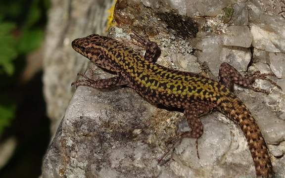 brown lizard, wild, animal, wildlife, reptile, nature, salamander