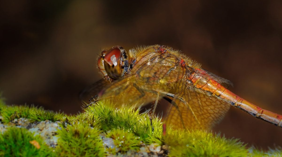 wildlife, insect, nature, animal, dragonfly, arthropod, bug, detail, wing