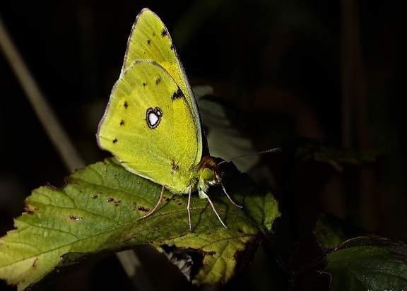 green butterfly, insect, invertebrate, nature, colorful, mimicry, shadow, arthropod