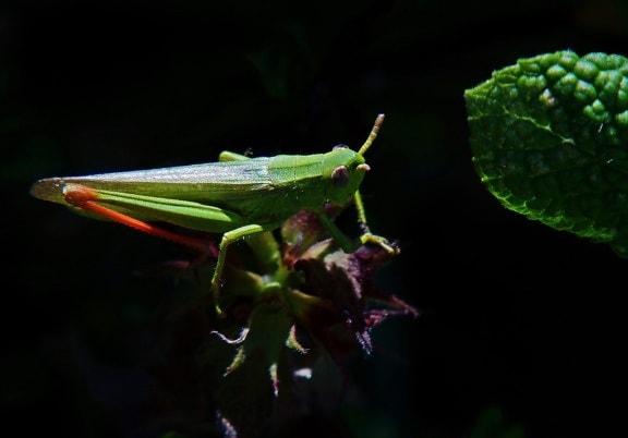 leaf, invertebrate, grasshopper, shadow, insect, darkness, arthropod