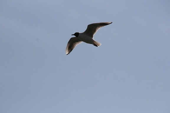 Wildlife, Błękitne niebo, ptak, Seagull, Seabird, lot, pióro