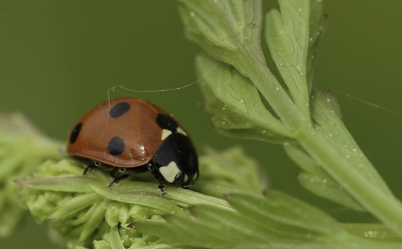 insect, ecology, nature, green leaf, dew, ladybug, red beetle, arthropod