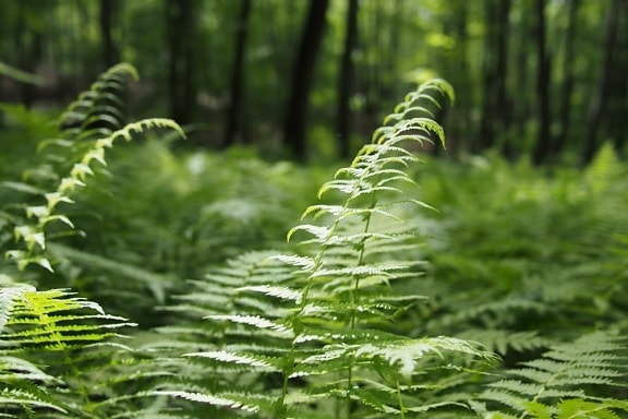 příroda, léto, Fern, zelený list, dřevo, rostlina, Les