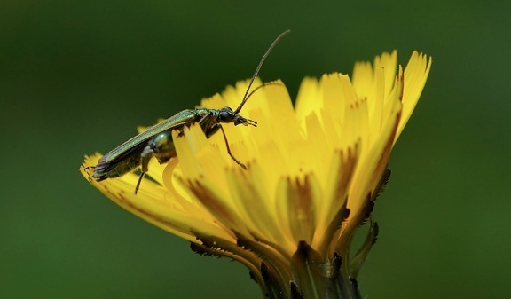 kumbang, detail, serangga, alam, tanaman, ramuan, kuning bunga, Taman, musim panas, mekar