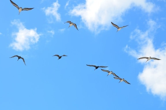 птица, синьо небе, дива природа, полет, Чайка, Flock, облак, миграция, орнитология