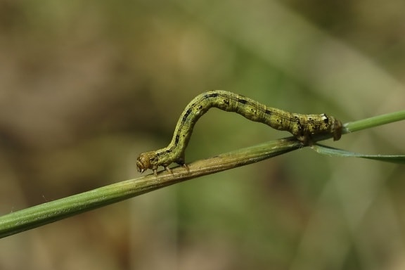 caterpillar, animal, green leaf, invertebrate, nature, larva, wildlife, insect