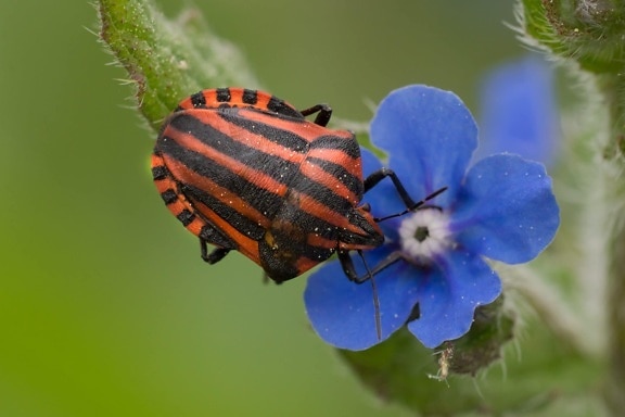 Natur, lila Blume, roter Käfer, Insekt, Detail, Arthropod, Garten, Pflanze