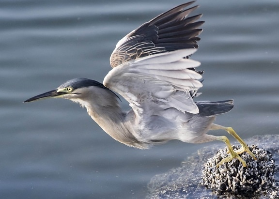 heron, flight, coast, animal, water, beak, feather, wildlife, bird, nature