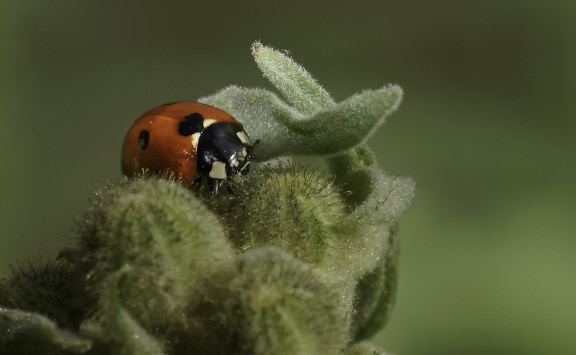 insekter, ladybug, natur, Beetle, leddyr, rød bug, anlegg, grønne blad