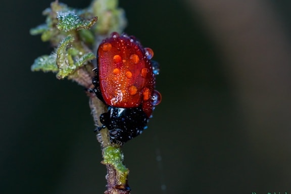 nature, invertebrate, insect, beetle, dew, rain, detail, ladybug, arthropod