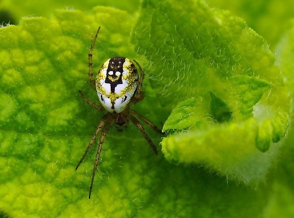Природа, зелёный лист, насекомое, белый паук, членистоногих, Жук, беспозвоночные