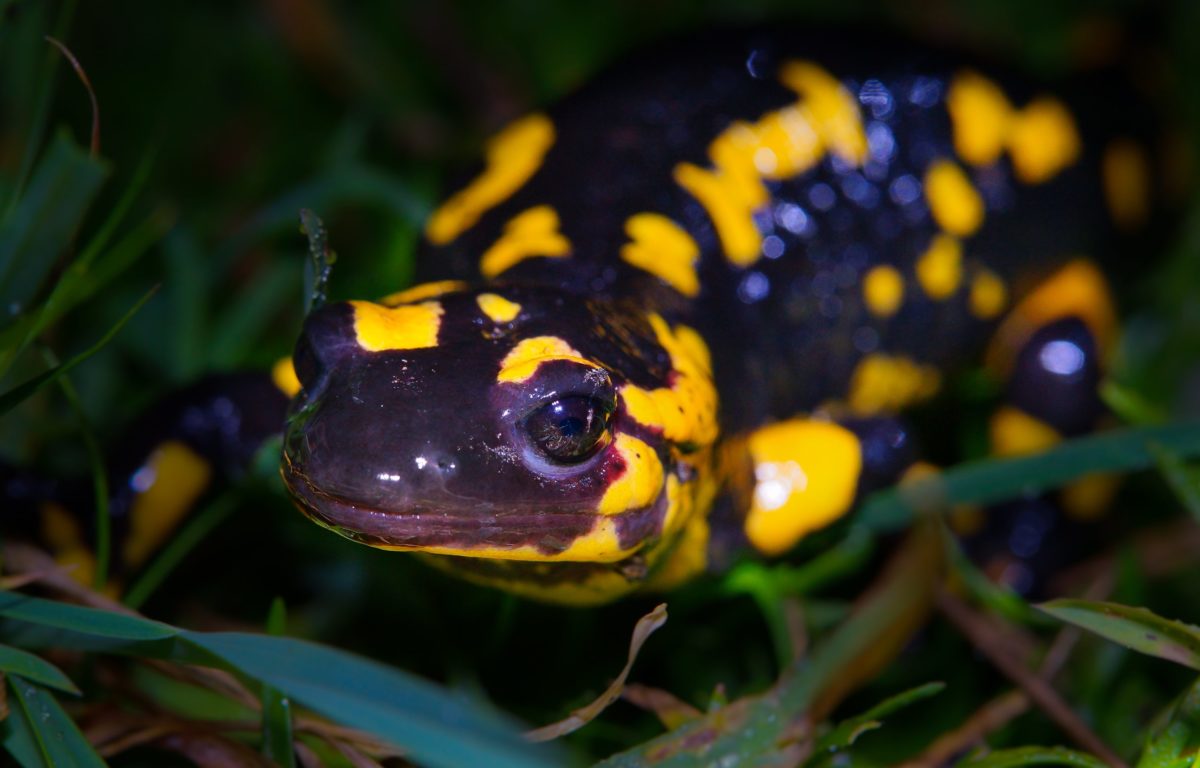 salamander kuning, satwa liar, alam, reptil, amfibi, katak, mata