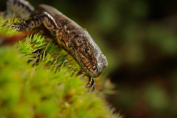nature, reptile, lizard, wildlife, animal, salamander, ecology