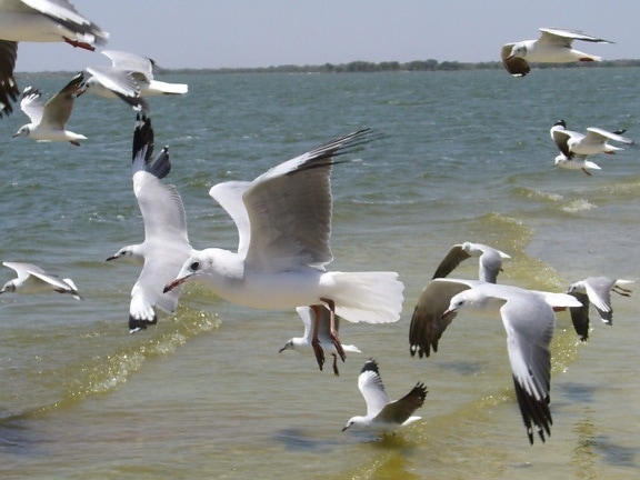 djur, vatten, flyg, Seagull, djur, natur, fågel, strand, kust