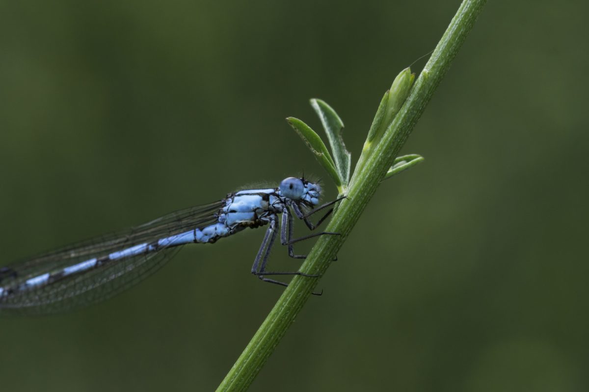 hmyz, bezobratlí, Blue Dragonfly, divoká zvěř, příroda, členovců
