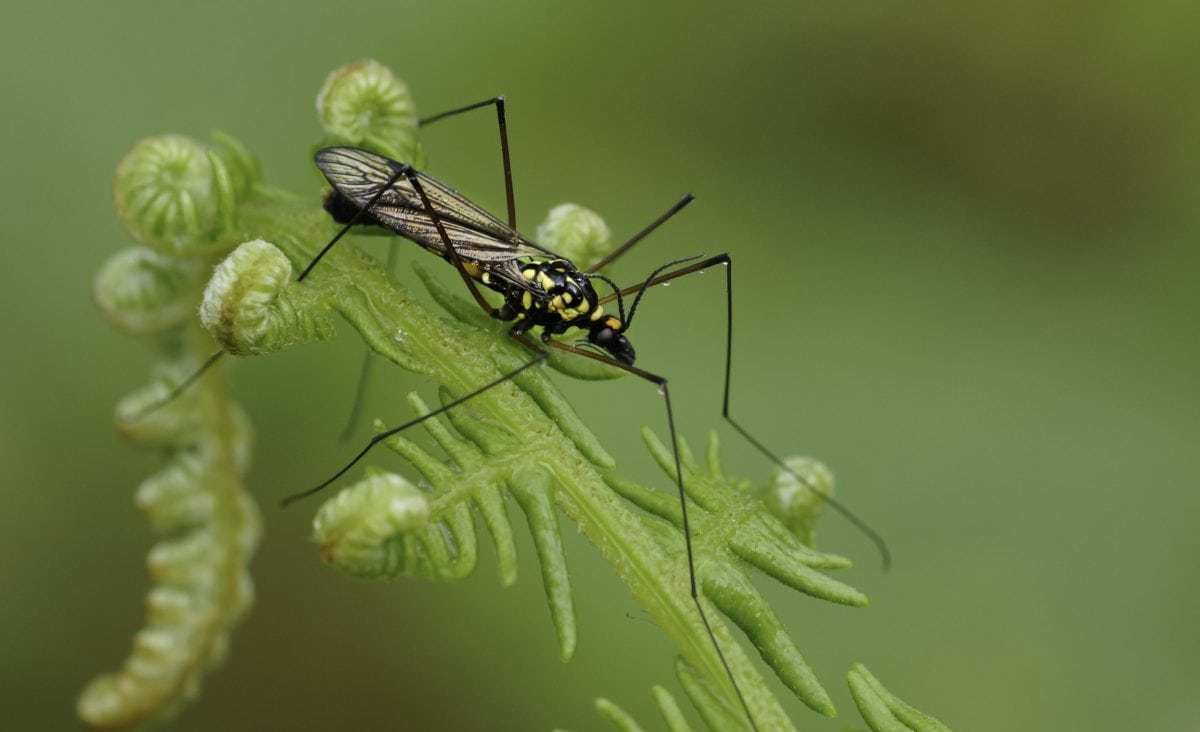 Природа, беспозвоночные, насекомое, комар, членистоногих, ошибка, экология
