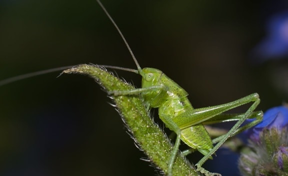insect, wildlife, grasshopper, nature, green leaf, invertebrate