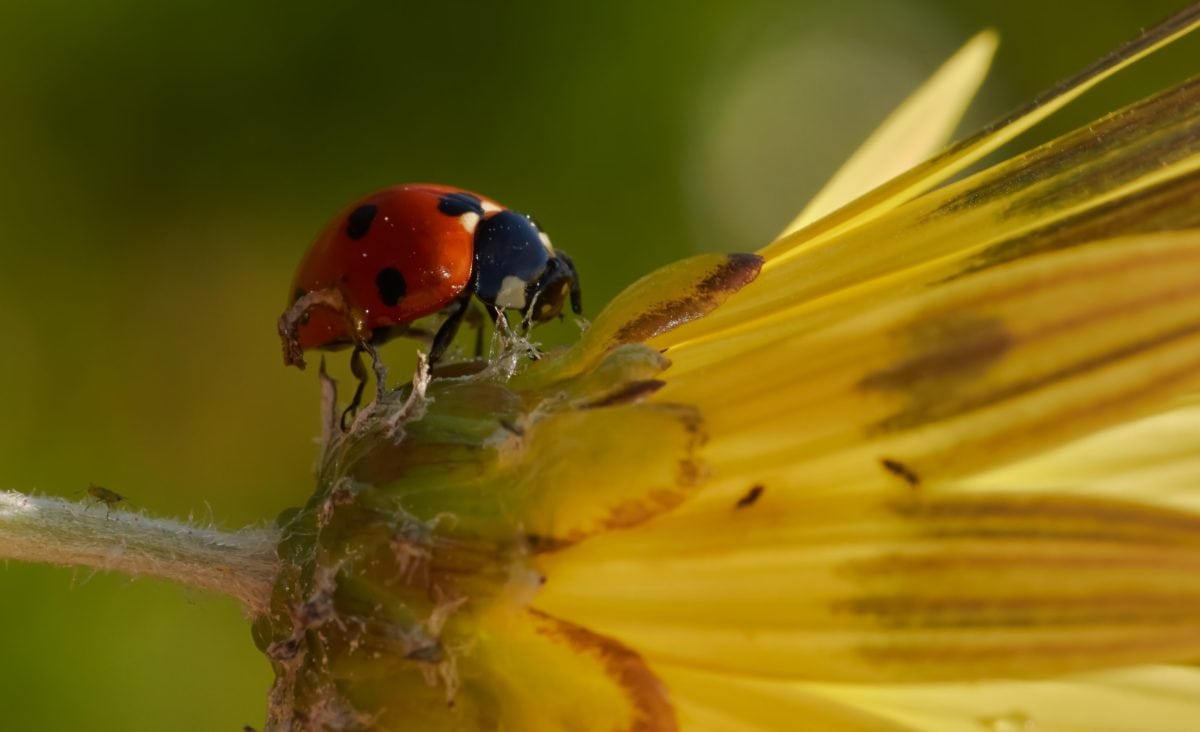 ladybug, insect, nature, red beetle, yellow flower, arthropod, bug, garden, plant