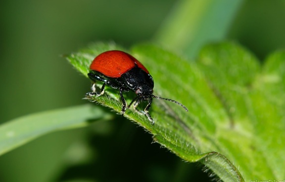 Tierwelt, Insekt, Natur, Blatt, roter Käfer, Tageslicht, grünes Blatt, Arthropoden