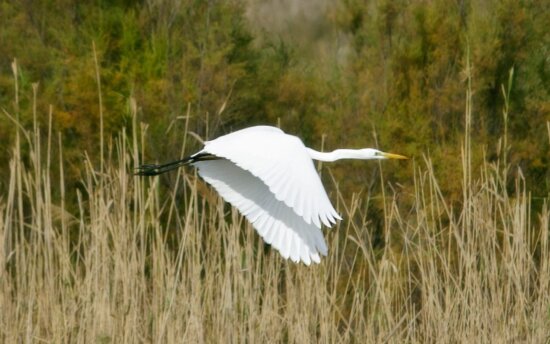 Free picture: great egret, catches, fish