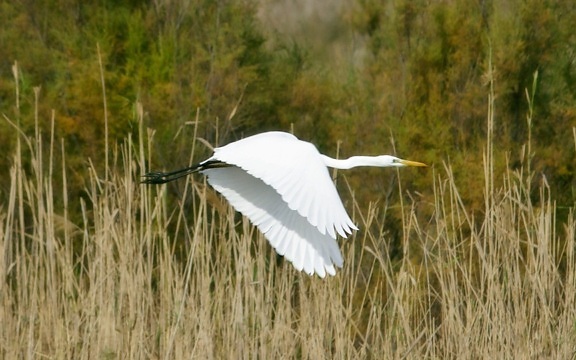 beyaz kuş, yaban hayatı, Doğa, bataklık, büyük Egret, Heron, su, uçuş açık, çim