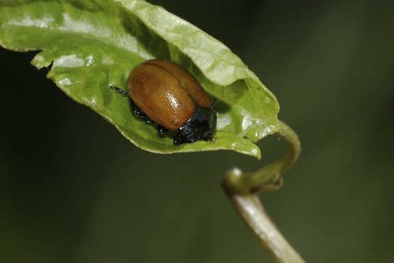 red beetle, insect, invertebrate, biology, green leaf, nature,
