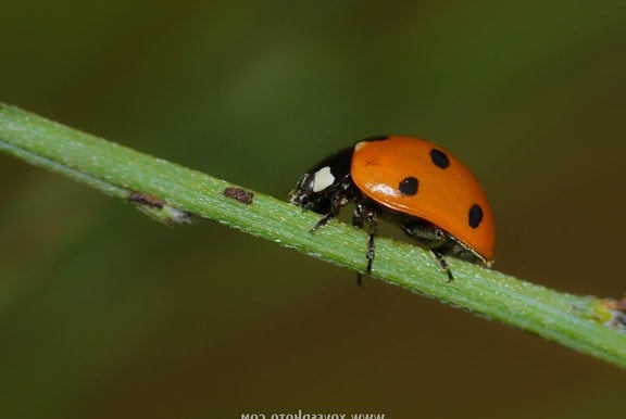 natur, insekter, ladybugs, sommer, dyreliv, rød Beetle, leddyr
