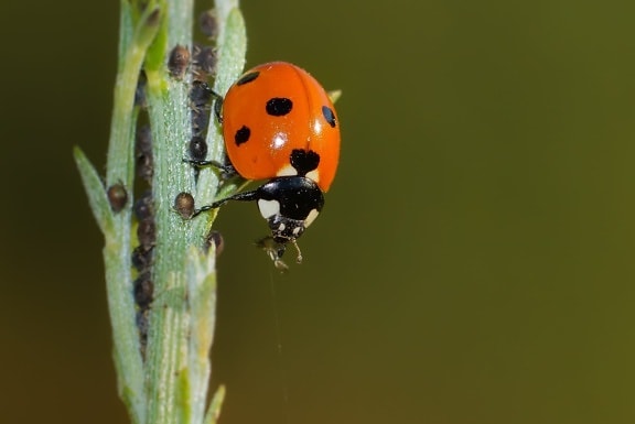 Ladybug, Doğa, böcek, kırmızı Beetle, Arthropod, böcek, Bahçe, bitki