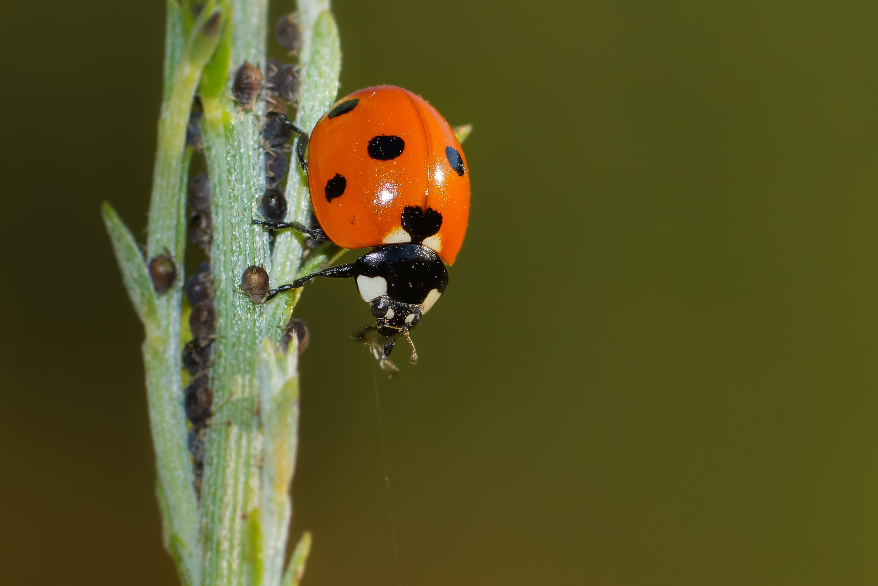フリー写真画像 てんとう虫 自然 昆虫 赤いカブトムシ 節足動物 虫 庭 植物