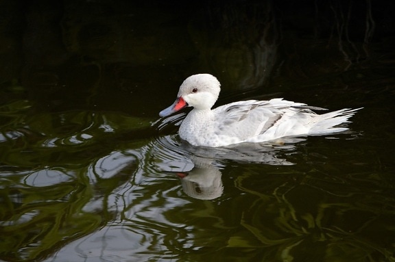white duck, water, lake, wildlife, bird, beak, wild