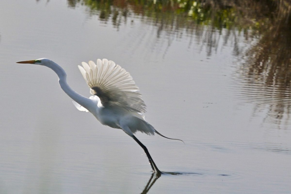água, lago, Garça-real, natureza, pássaro branco, vida selvagem, grande Egret, bico, selvagem