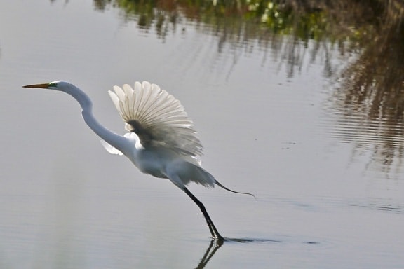 water, lake, heron, nature, white bird, wildlife, great egret, beak, wild