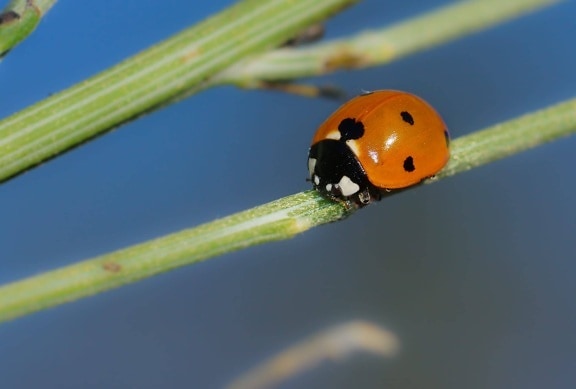 Ladybug, Beetle, insekter, biologi, detaljer, leddyr, bug, hage