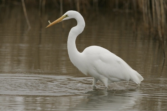 water, bird, egret, great heron, wildlife, beak, lake, feather
