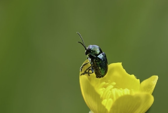green beetle, insect, arthropod, flower, invertebrate, bug, plant